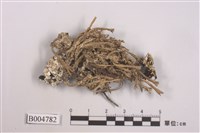 藏品(麩石蕊)的圖片